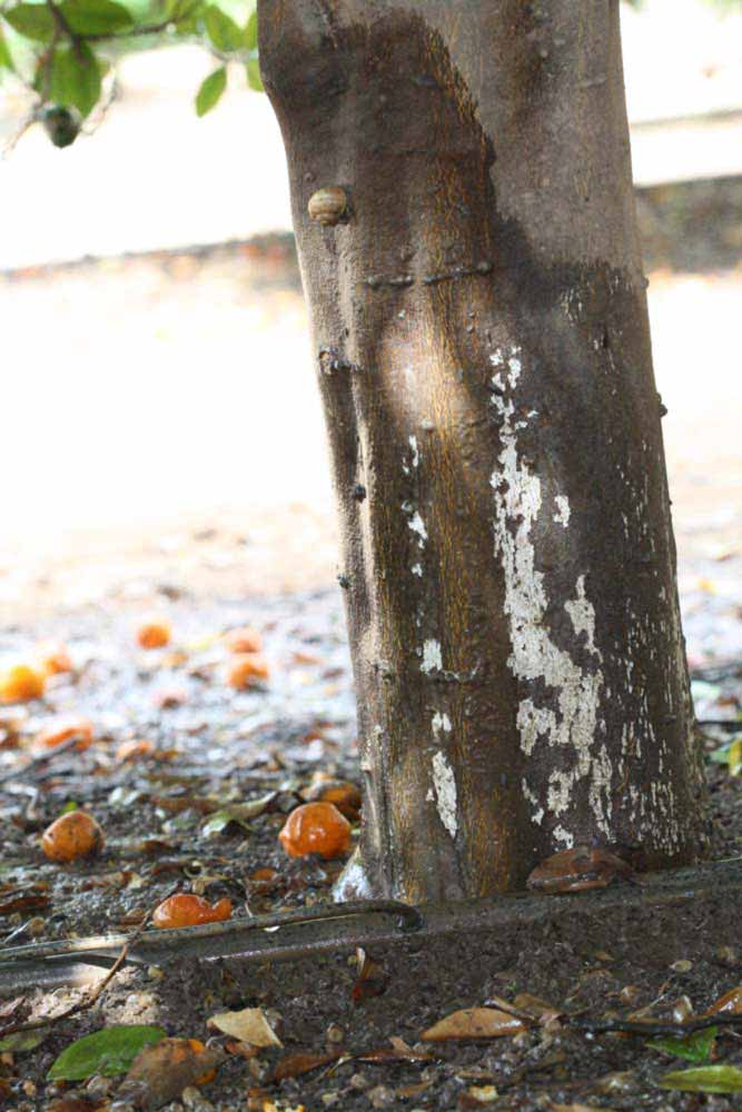            Bark (Riverside, CA)   